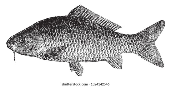 The carp, vintage engraved illustration. From Deutch Vogel Teaching in Zoology.
