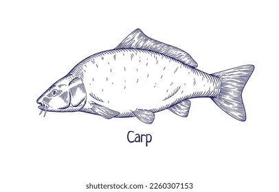 Carp, vintage-styled engraved drawing. Outlined contoured freshwater fish. Detailed retro etched Cyprinus carpio side view. Handdrawn ink vector illustration isolated on white background