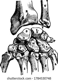 Los Huesos Carpiano de la mano están dispuestos en dos filas de cuatro a proximal y una fila distal, dibujo vintage de línea o ilustración de grabado.