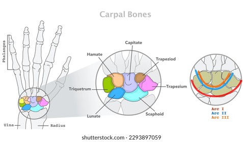 Carpal bones, hand wrist anatomy. Scaphoid, Lunate, Triquetrum Pisiform, Trapezium, Trapezoid, Capitate Hamate, Metacarpal. Proximal row distal arcs. Phalanges, skill, radius, ulna colored. Vector