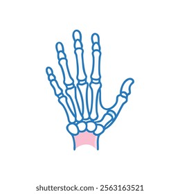Carpal Bones Human Anatomy Overview