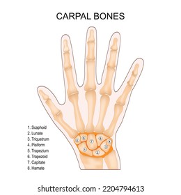 Carpal bones. Human hand anatomy. small bones of the wrist: Scaphoid, Lunate, Triquetrum, Pisiform, Trapezium, Trapezoid, Capitate and Hamate. Vector illustration