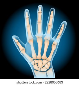 Carpal bones. Human hand anatomy. small bones of the wrist: Scaphoid, Lunate, Triquetrum, Pisiform, Trapezium, Trapezoid, Capitate and Hamate. x-ray blue realistic palm on dark background. Vector 