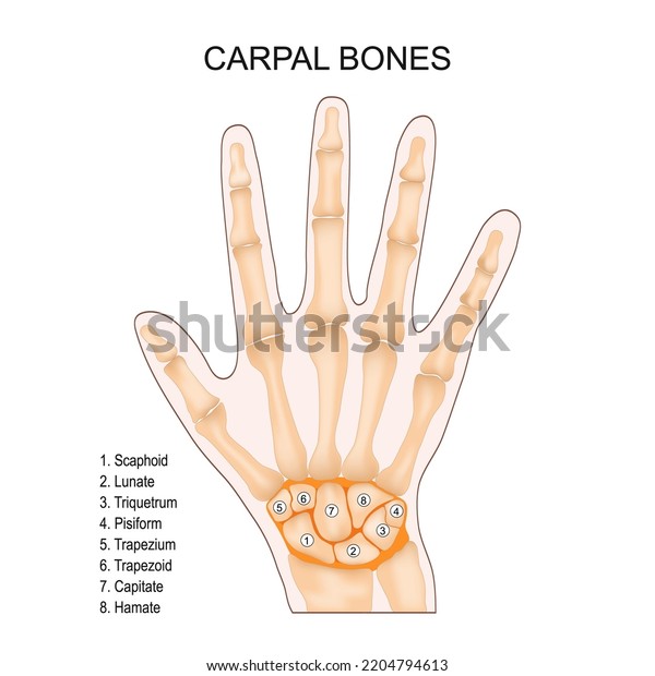 Carpal bones. Human hand\
anatomy. small bones of the wrist: Scaphoid, Lunate, Triquetrum,\
Pisiform, Trapezium, Trapezoid, Capitate and Hamate. Vector\
illustration