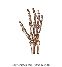 Carpal bones isolated human wrist skeleton sketch. Vector carpus connecting hand to forearm