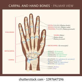 Carpal Hand Bones Palmar View Vector Stock Vector (Royalty Free ...