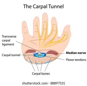 The carpal tunnel structure, can be used for explaining carpal tunnel syndrome, a common condition among keyboard users
