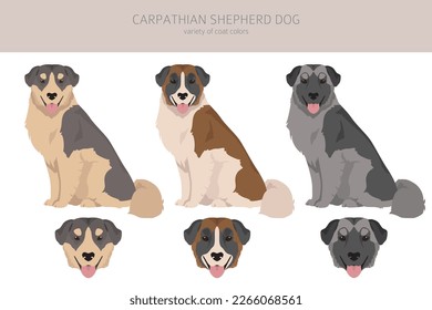 Carpathian shepherd dog clipart. Different poses, coat colors set.  Vector illustration