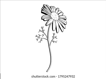 コスモス ビピナツス メキシコ人アスター ガーデン コスモスの花の枝 白黒のアウトラインイラスト 手描きの作品 白い背景に のイラスト素材 Shutterstock
