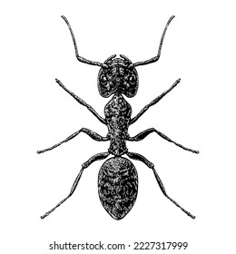 Carpenter Ant hand drawing vector isolated on white background.