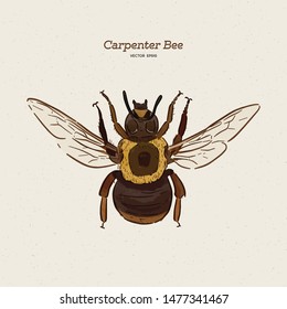 carpenter bee, vintage engraved illustration. - Vector