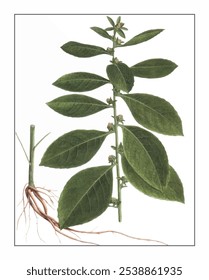 Carpesium abrotanoides, hand-painted floral and botanical painting, hand-painted herbal painting, natural herbs.