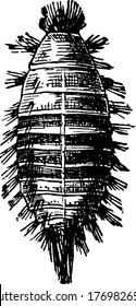 Carpet Beetle Are 3-4 Mm Household Beetles, Vintage Line Drawing Or Engraving Illustration.