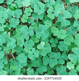 Carpet of clovers in the undergrowth
