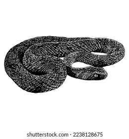 Carpet Viper hand drawing vector isolated on white background.