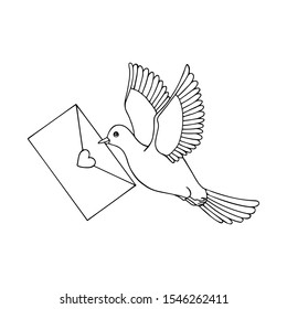carrier pigeon flies with a letter in its beak. eps10 vector illustration. hand drawing. art line