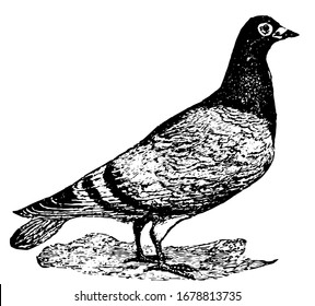 Carrier Pigeon are also known as homing pigeons, vintage line drawing or engraving illustration.