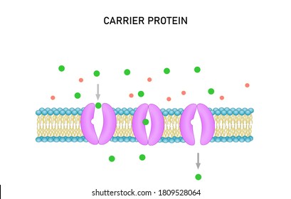 Carrier Protein, Facilitate Diffusion In Cellular Membrane, Passive Transport. Vector Illustration