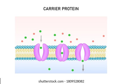 Carrier Protein, Facilitate Diffusion In Cellular Membrane, Passive Transport. Illustration For Scientific Study