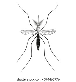 The carrier Zika virus. Mosquito Aedes. Vector Illustration  