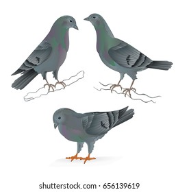 Carriers pigeons domestic breeds sports birds vintage  set two vector  animals illustration for design hand draw