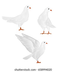 Carriers white pigeons domestic breeds sports birds vintage  set four vector  animals illustration for design hand draw