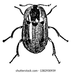 Carrion Beetle that mainly feed on snails, vintage line drawing or engraving illustration.