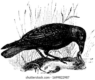 Carrion Crow ist ein Passant der Familie Corvidae, Vintage Linie Zeichnung oder Gravur Illustration.