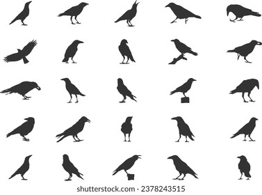 Carrion Crow Silhouettes, Carrion Crow Flying Silhouette, Crow Silhouettes, Carrion Vector Set