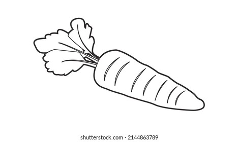 Carrot Black and White Illustration. Vector isolated linear illustration of a carrot