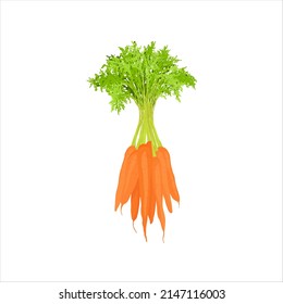 Carrot bunch with leaves isolated illustration on a white background. Flat cartoon style