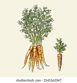 Carrot Bunch and Stems plus Single Carrot