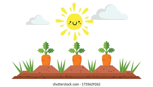 carrot with bush growing in soil. 
Sunny weather. Vector.