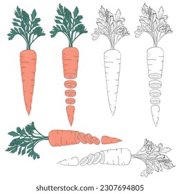 Carrot. Color and black illustration of whole and sliced carrots.