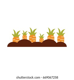 Carrot cultivation isolated icon