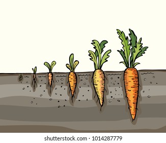 Carrot cultivation. Vegetable growth. Seedling, sapling, gardening. Carrot plant growth. Planting process. Vector hand drawn illustration.