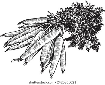Carrot with detailed engraving style
