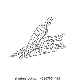 Carrot Doodle, un doodle vector dibujado a mano, ilustración de una zanahoria fresca aislada en fondo blanco