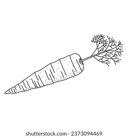 Carrot Doodle, a hand drawn vector doodle illustration of a fresh carrot isolated on white background