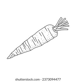 Carrot Doodle, a hand drawn vector doodle illustration of a fresh carrot isolated on white background