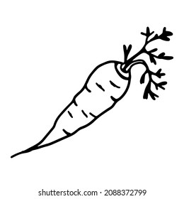 Carrot in doodle style. Isolated vector.