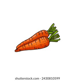 carrot in doodle style on a white background . Icon. sketch of vegetable. Illustration for menu, farmers markets, print. Vector 