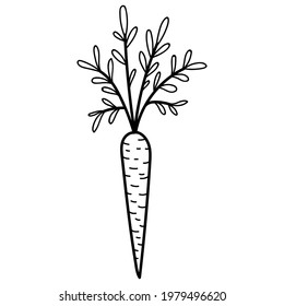 Karottendoodle-Vektorsymbol. Zeichnen Skizze Illustration handgezeichnet Linie.Karotten mit Spitzen, Vektorgrafik, Schwarz-Weiß-Grafik. Für Menüdesign, Druckerzeugnisse. Einzeln auf weißem Hintergrund