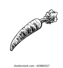 carrot drawing 