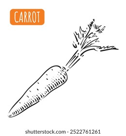 Carrot Drawing with Black Outline. Vitamin A and Health Benefits of Beta Carotene. Vector illustration of vegetable.