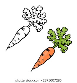 Carrot drawing. Delicious healthy natural vegetable. Ingredient for cooking. Cartoon vector illustration black and color. Hand drawn outline. Coloring page for kids