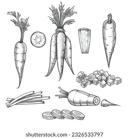 Carrot drawing ingredients. Carrots vegetables sketch for carrotcake soup salad, hand drawn carrotes whole slices cuts healthy diet engraving set vector illustration