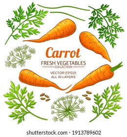 carrot elements vector set on white background