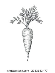 Carrot engraved sketch. Fresh root vegetable black ink hands drawing etching, carrots plant ingredient vintage engraving isolated vector illustration on white