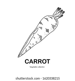 Carrot  freehand drawing-vector illustration. Doodle style.